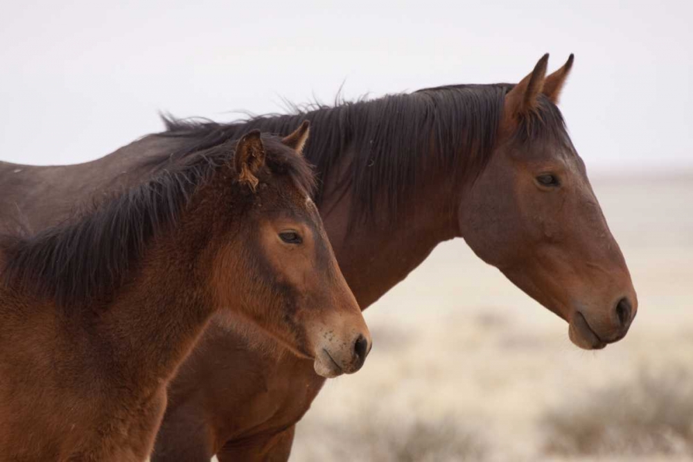 Namibia, Aus Two wild horses on the Namib Desert art print by Wendy Kaveney for $57.95 CAD